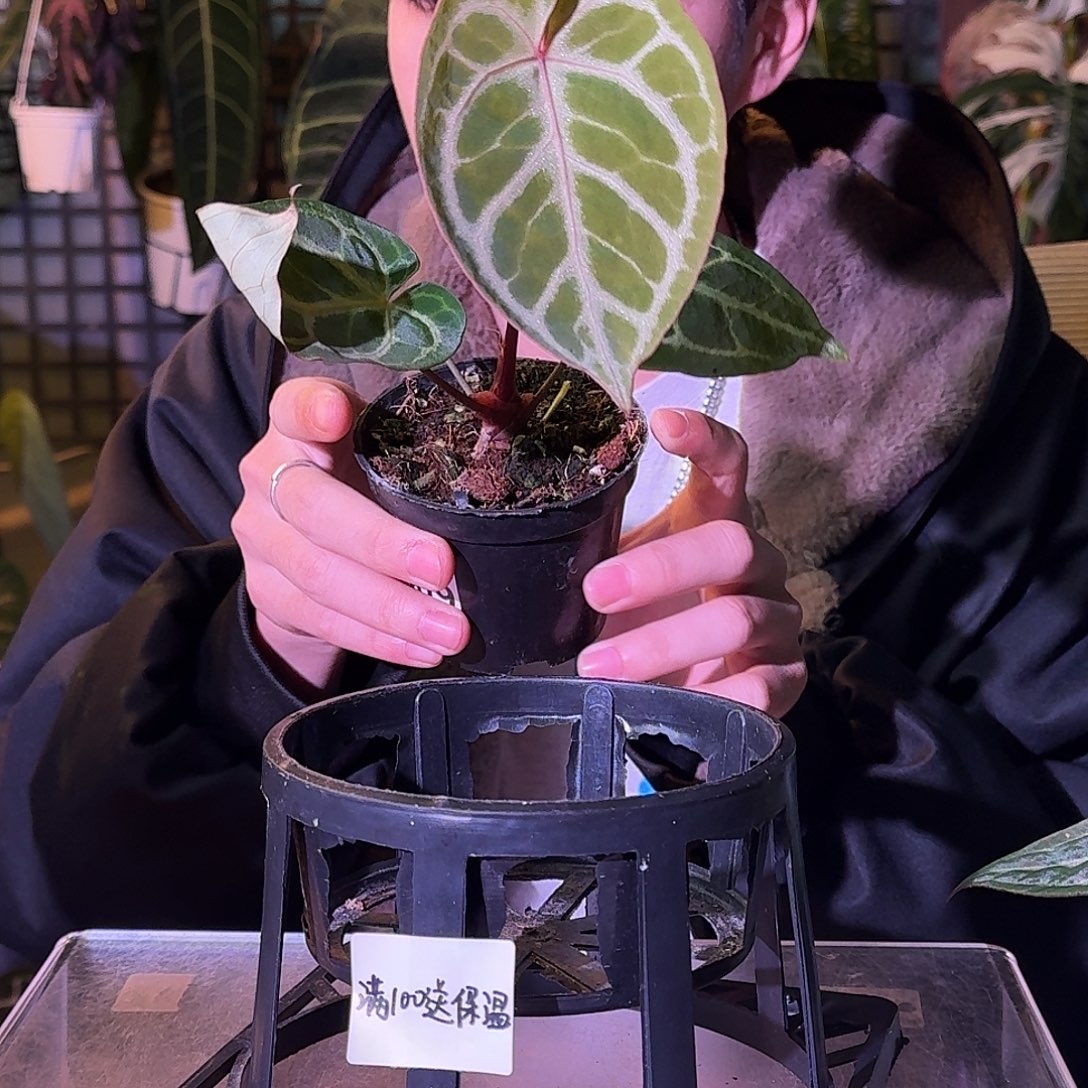 不开花植物G809粉柠檬杂闪电撕裂纹