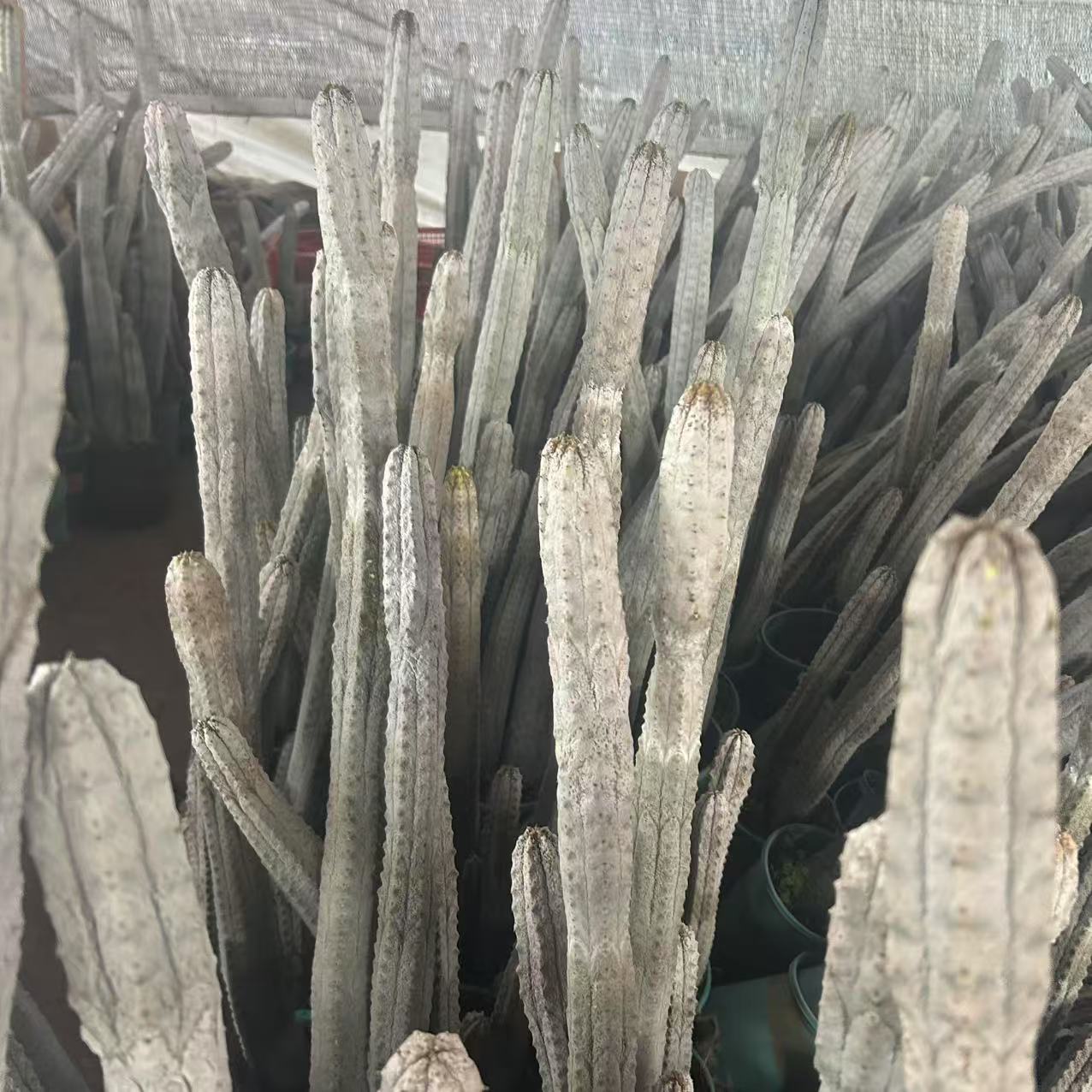 水泥柱    仙人球夏型种绿植盆栽桌面阳台