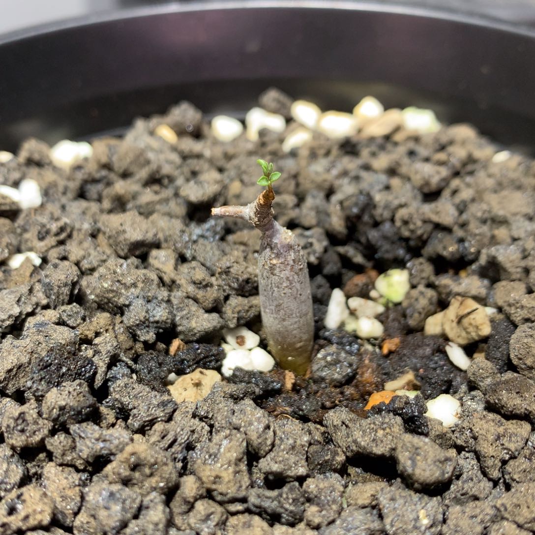 @***:念珠橄榄实生带盆