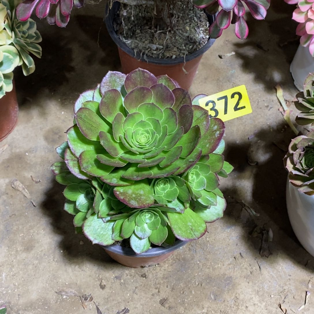 万圣夜多肉法师嫩庄372