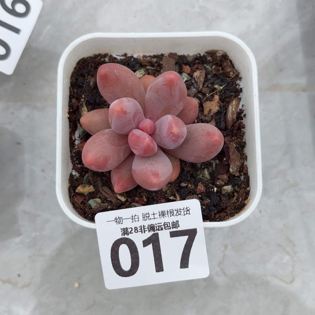 红手指无盆土发货