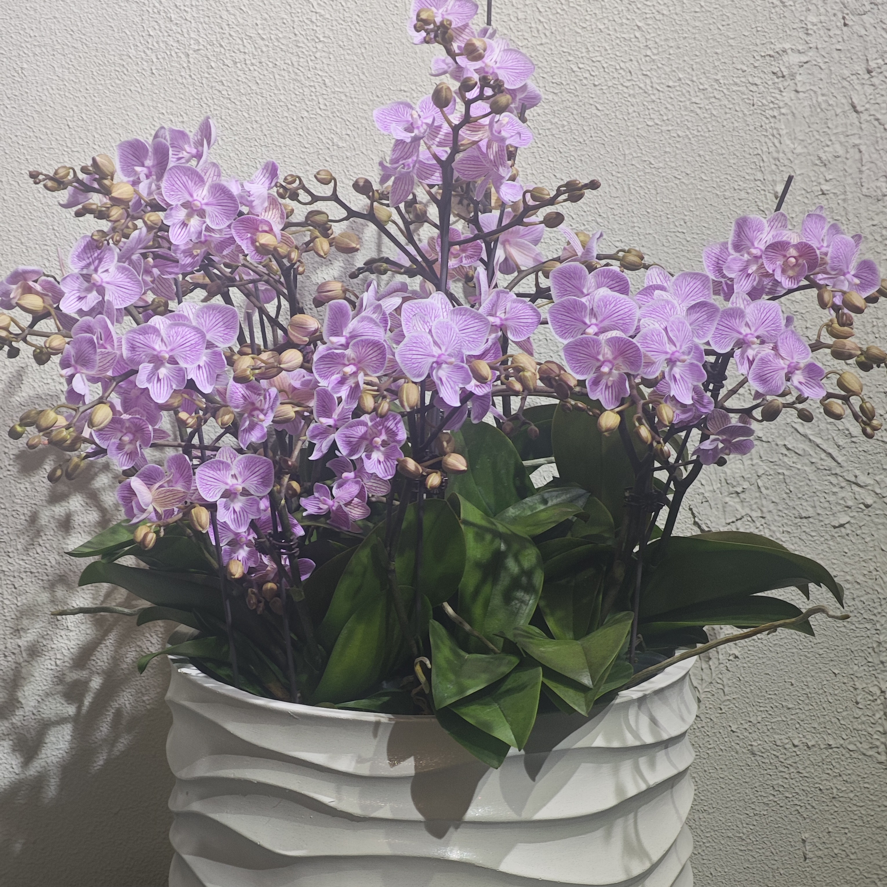 邹平周村同城小时达8株氧化镁盆蝴蝶兰花剑多送礼送领导送闺蜜