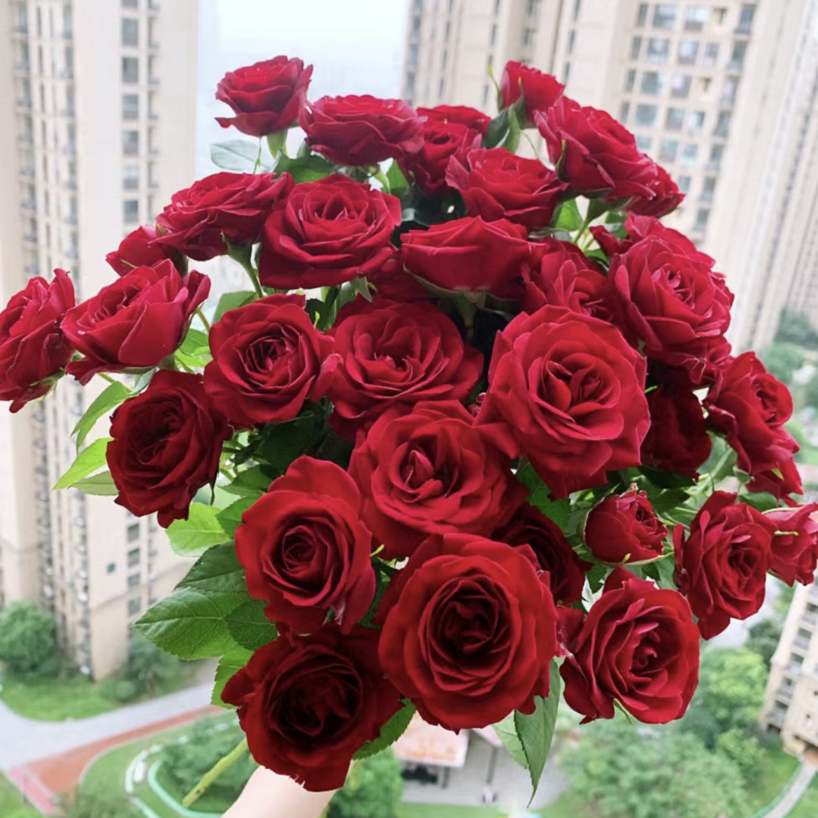 【红新娘月季】1加仑盆月季红色盆栽阳台庭院四季修剪趣味抗病性强