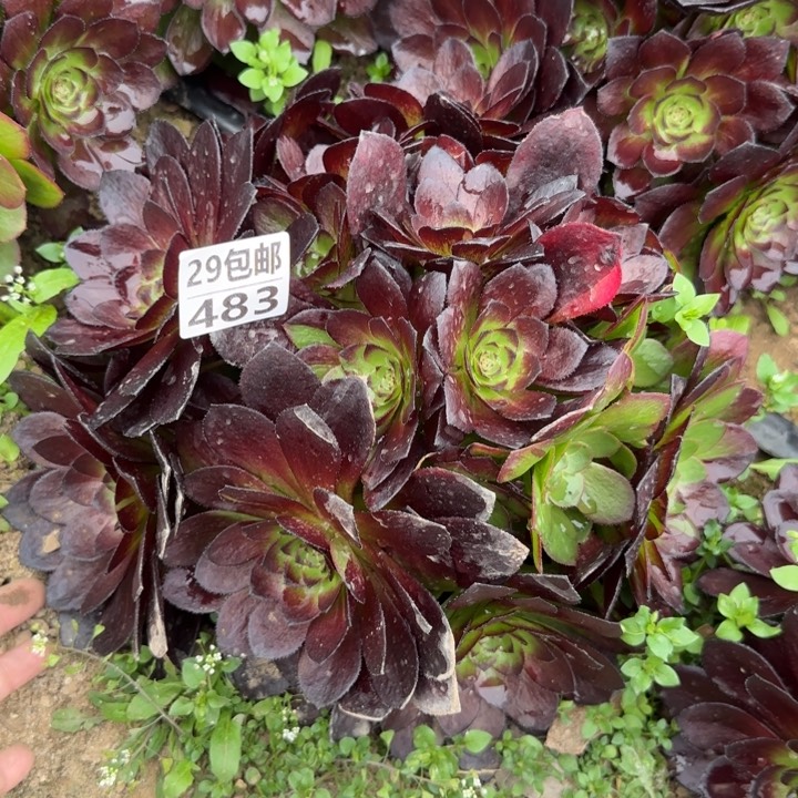 黑美人……多肉植物……