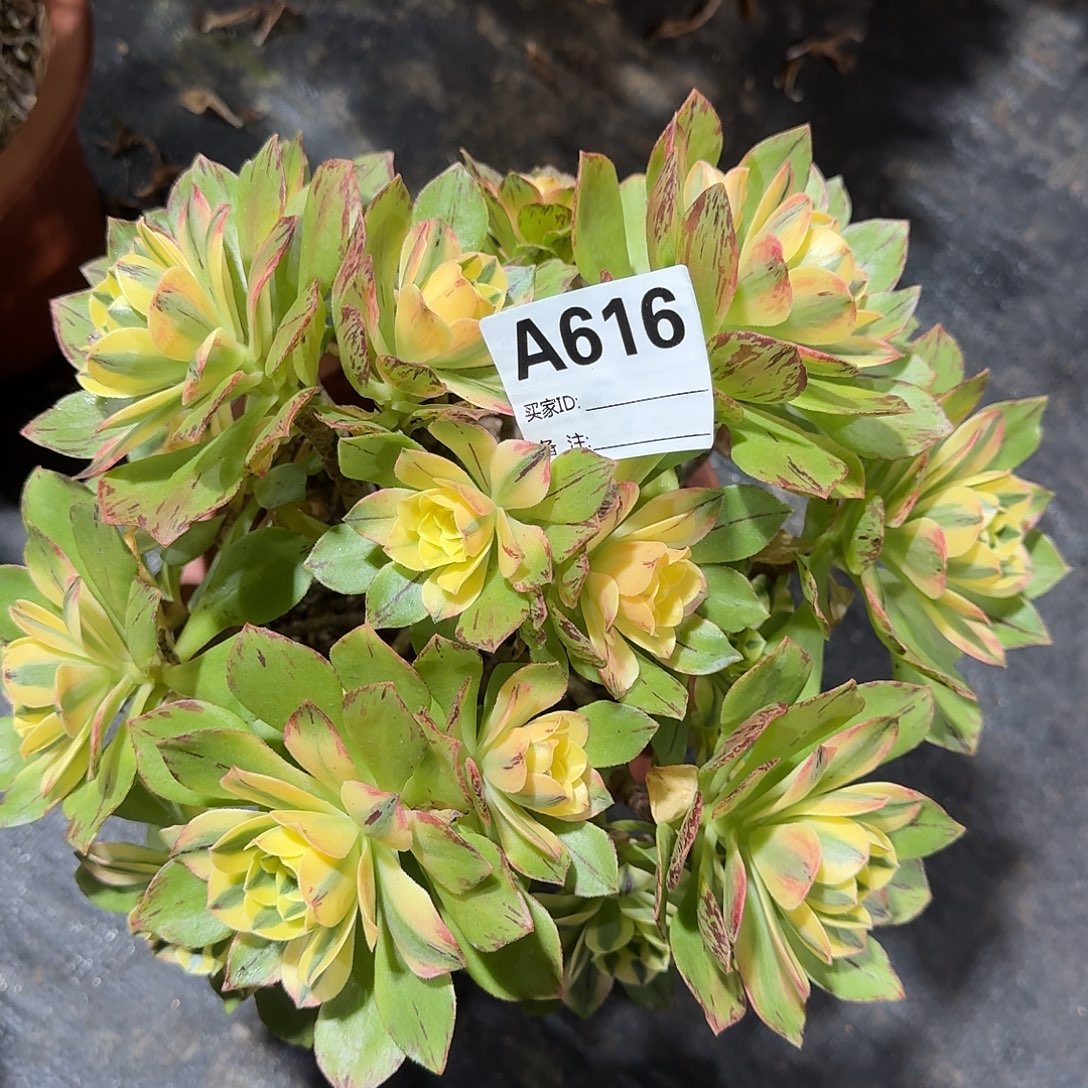 荷花多肉法师a616