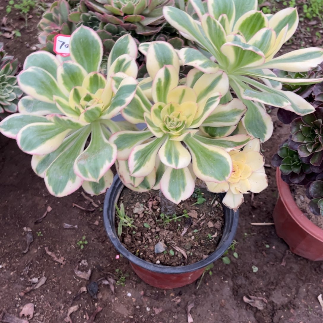 沉***瀾704多肉植物燕姿锦2颗