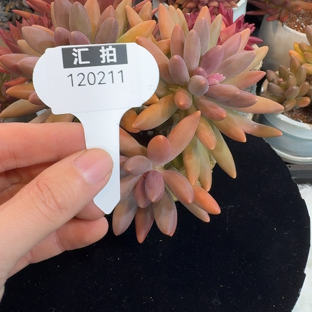 精品多肉植物120211