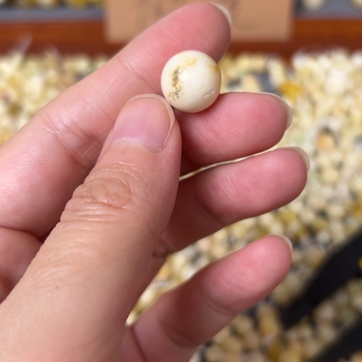 蜜蜡未镶嵌裸石12.1mm一个