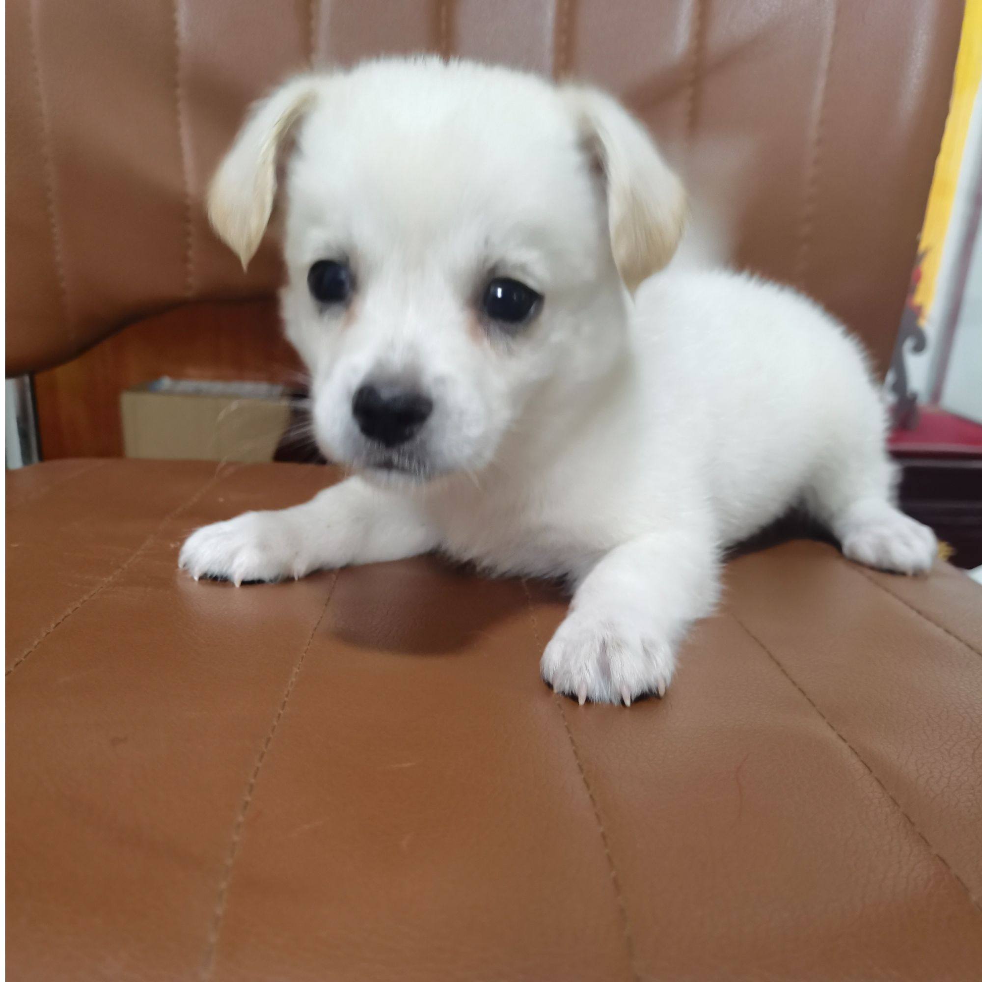 中华田园犬混血系列家养幼犬土狗金毛混血狗黄狗活体狗崽