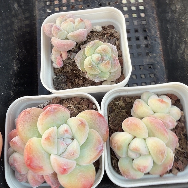 118 号到手1框一物一拍
