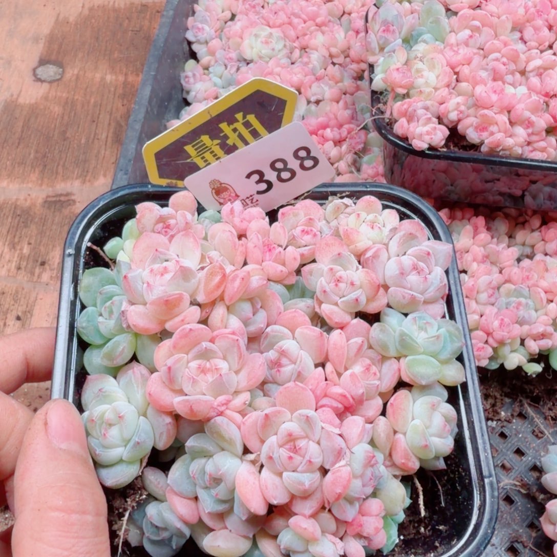 多肉植物多肉植物