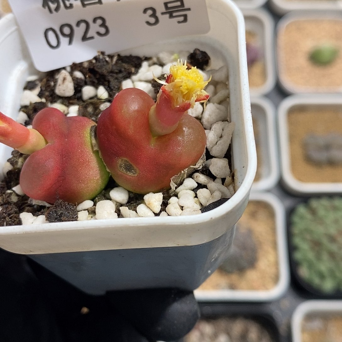 0923-3-大红毛有伤特。  