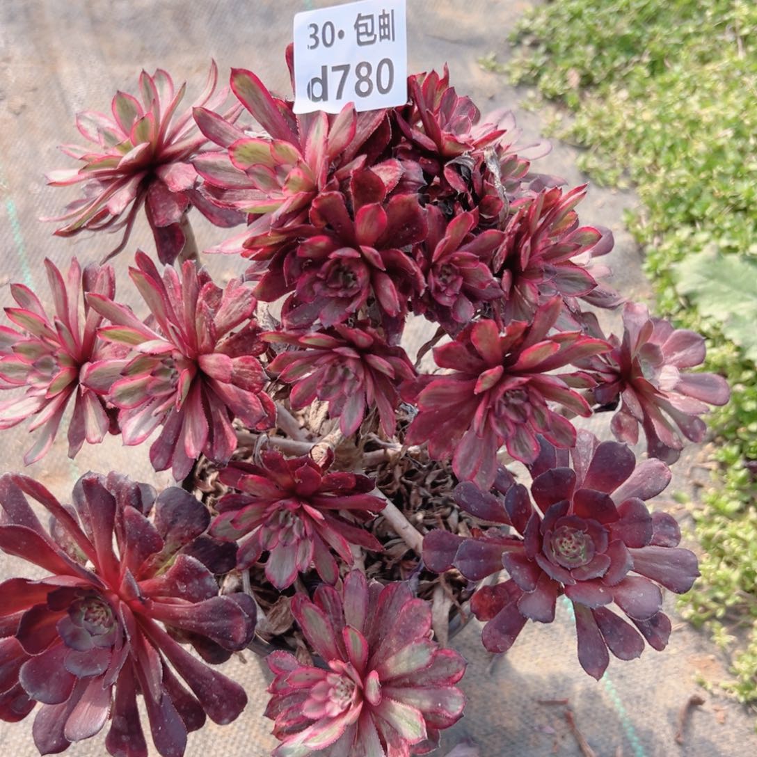 780紫霞多肉法师