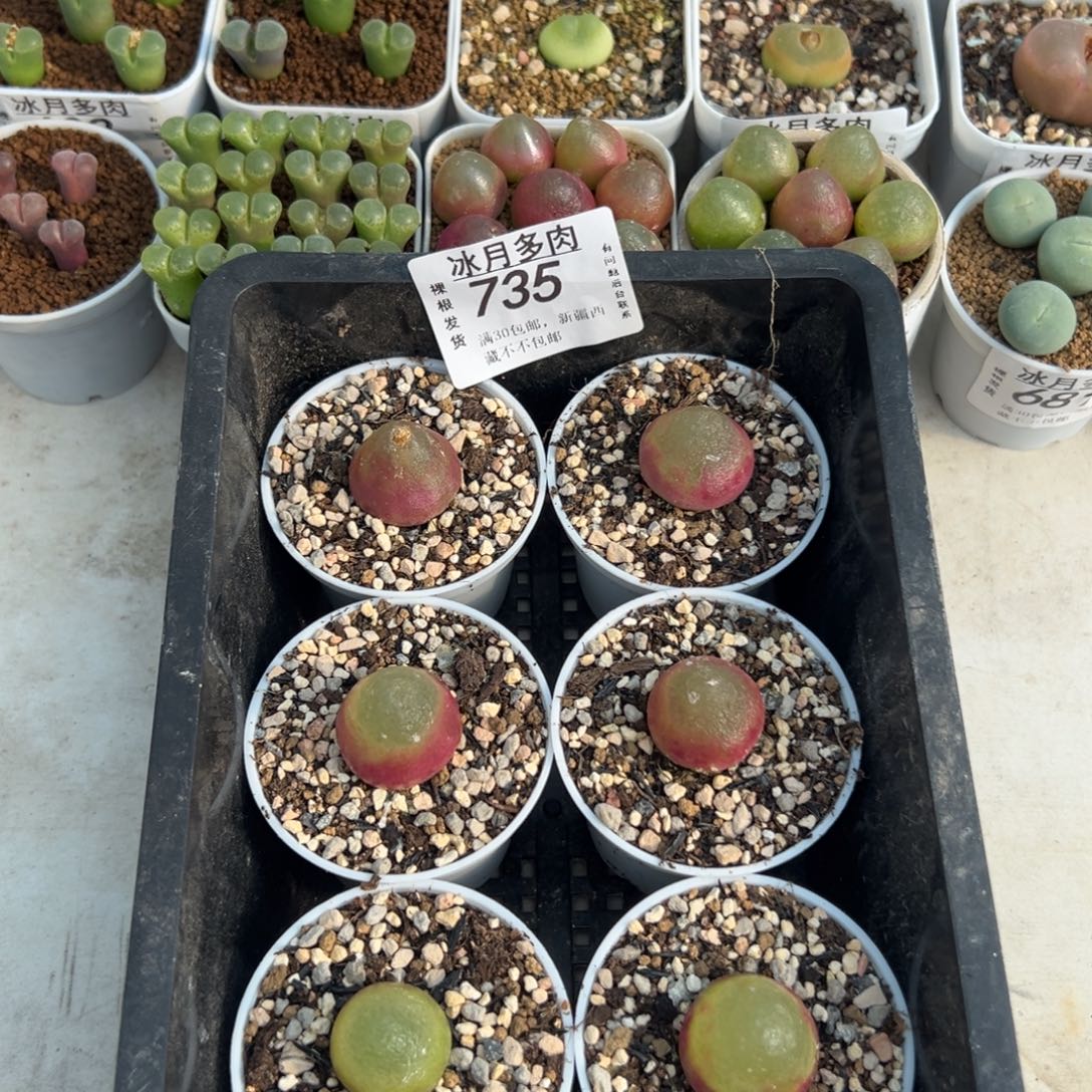 735灯泡带盆土发货