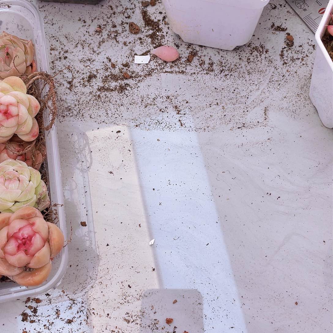 0000000000000000001量拍