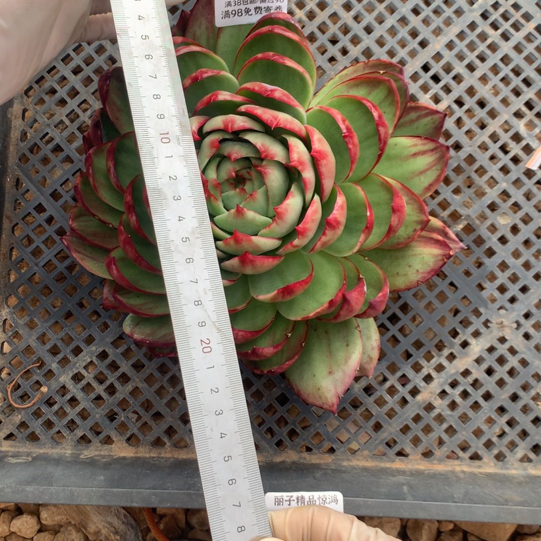 悠***音2569一物一拍23厘米