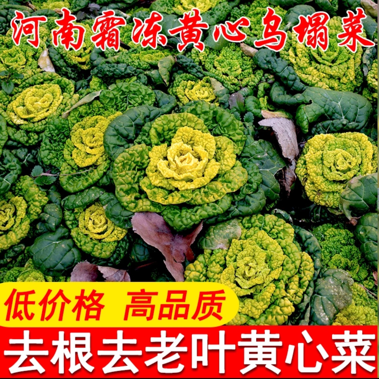河南信阳罗山特产新鲜农家黄心菜时令蔬菜现挖现发老家的味道