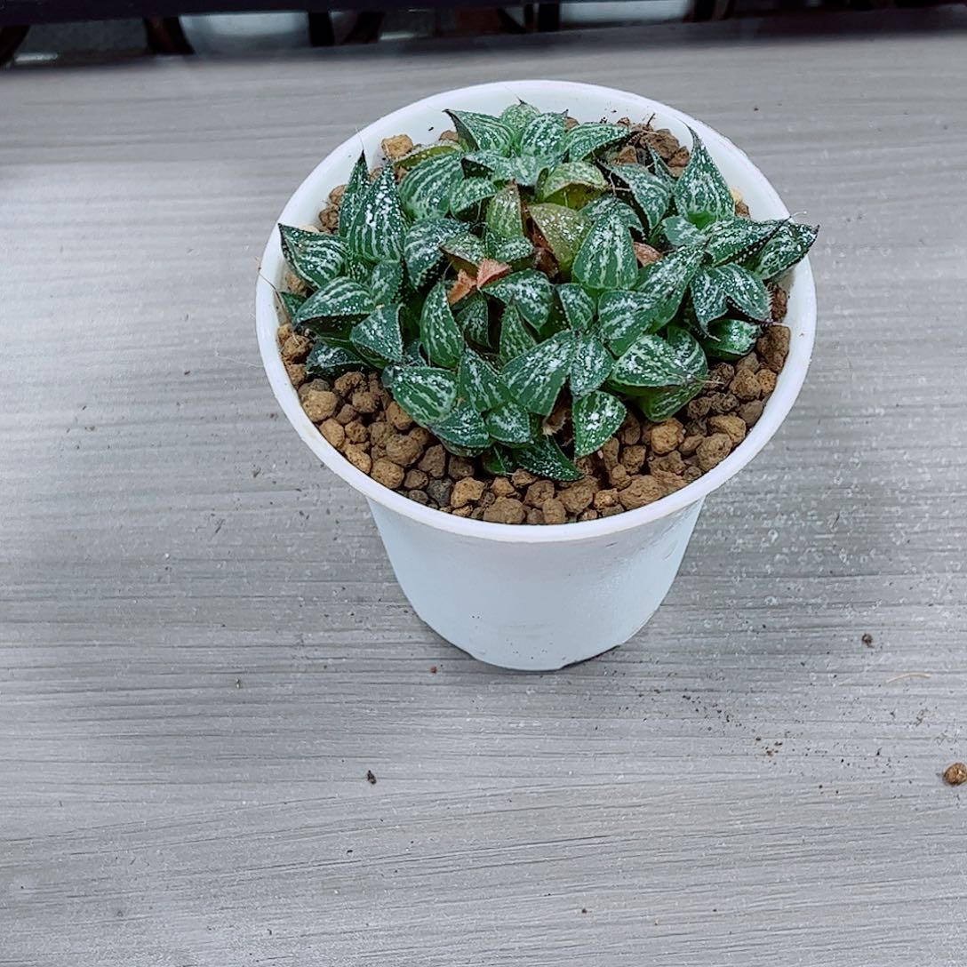 雪景色玉露一勿一拍