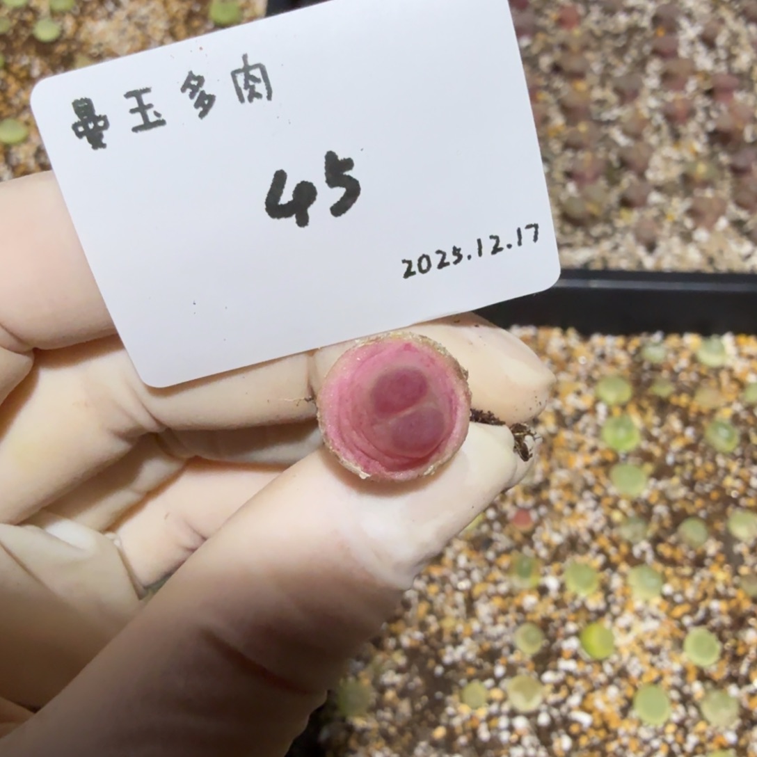 鸭***鸭多肉多肉多肉12.17-045