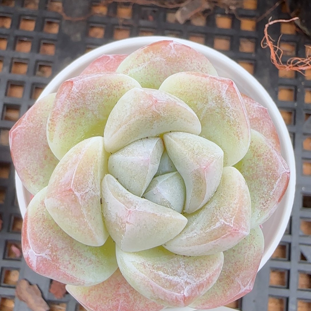 花语逸镜0207-538