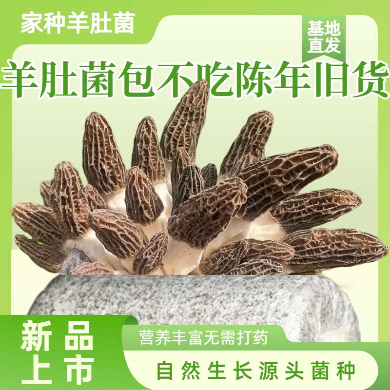 【吃头茬羊肚菌】（净重发货）新鲜高产羊肚蘑菌种菌包室内家庭种植菌