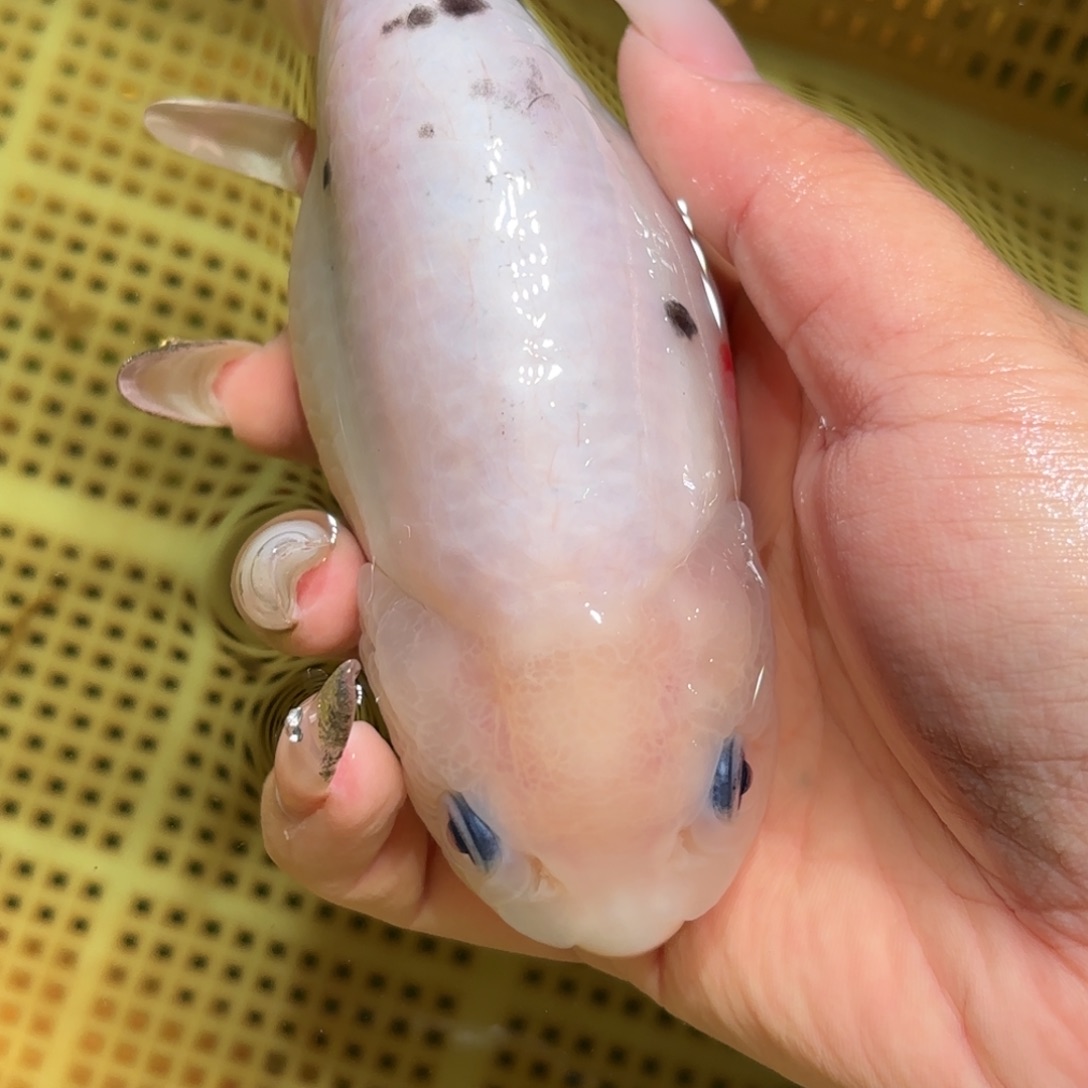 可***3金鱼拍包装箱包邮，不拍包装运费到付