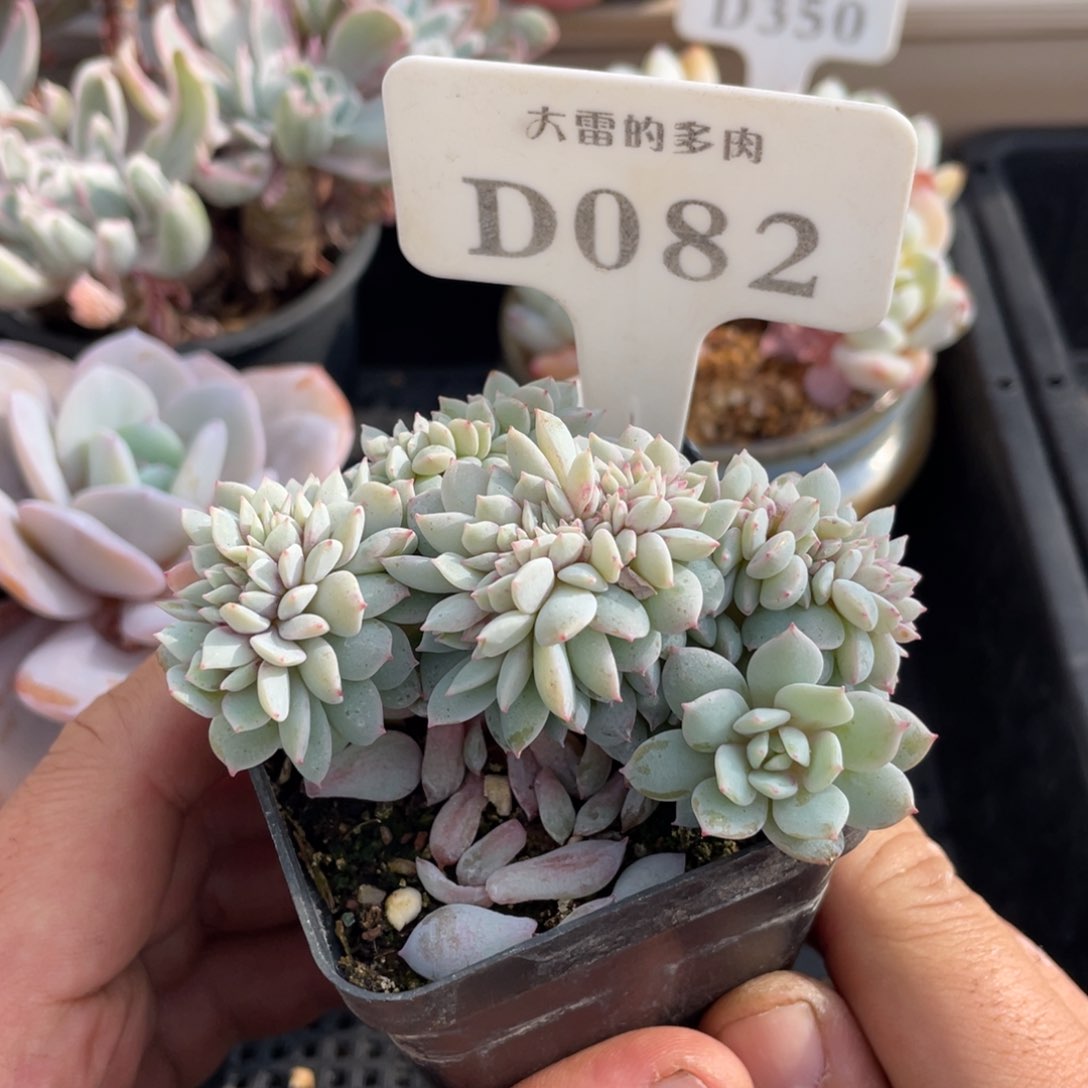 082静雪缀不带盆8厘米