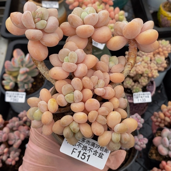 橘子香水洛神11cm151多肉植物