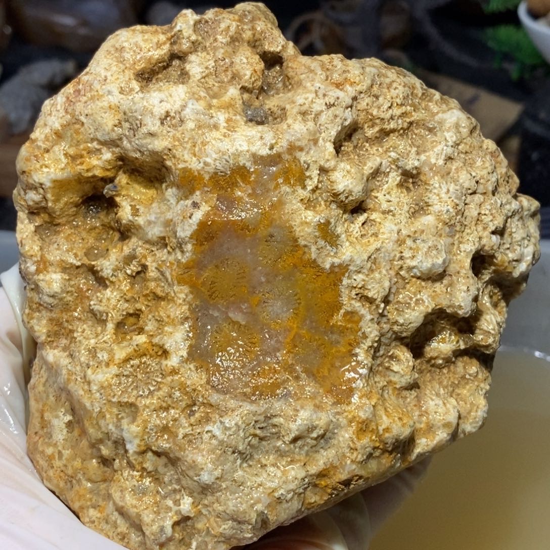 【闪购商品】硅化玉颈饰未镶嵌