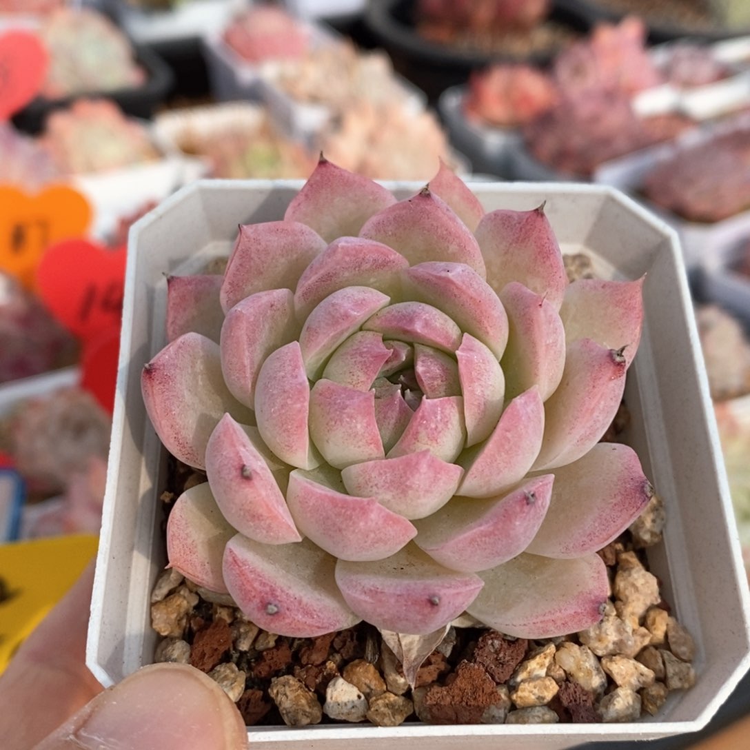 精品多肉一物一拍不包整138