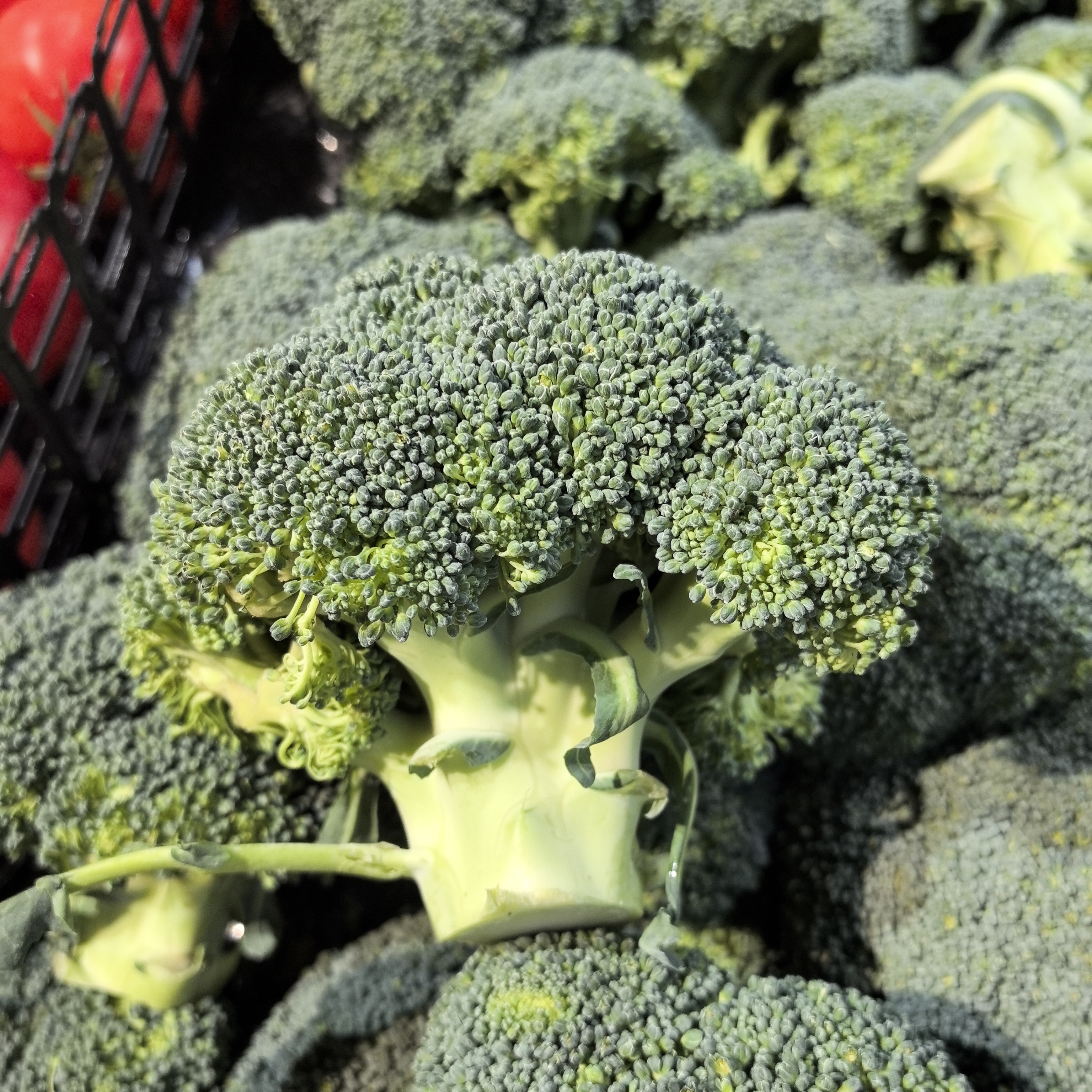 西兰花 约400g～450g