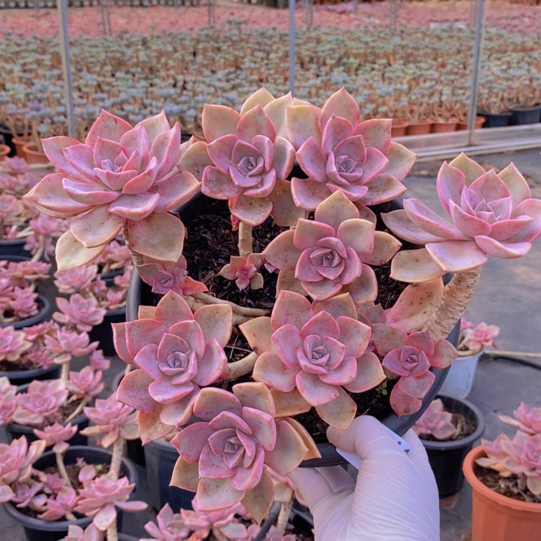 0416中国初恋一物一拍