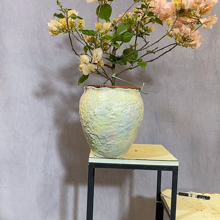 大量花朵（建议范围：8朵-15朵 或40%以上）阿达喜悦