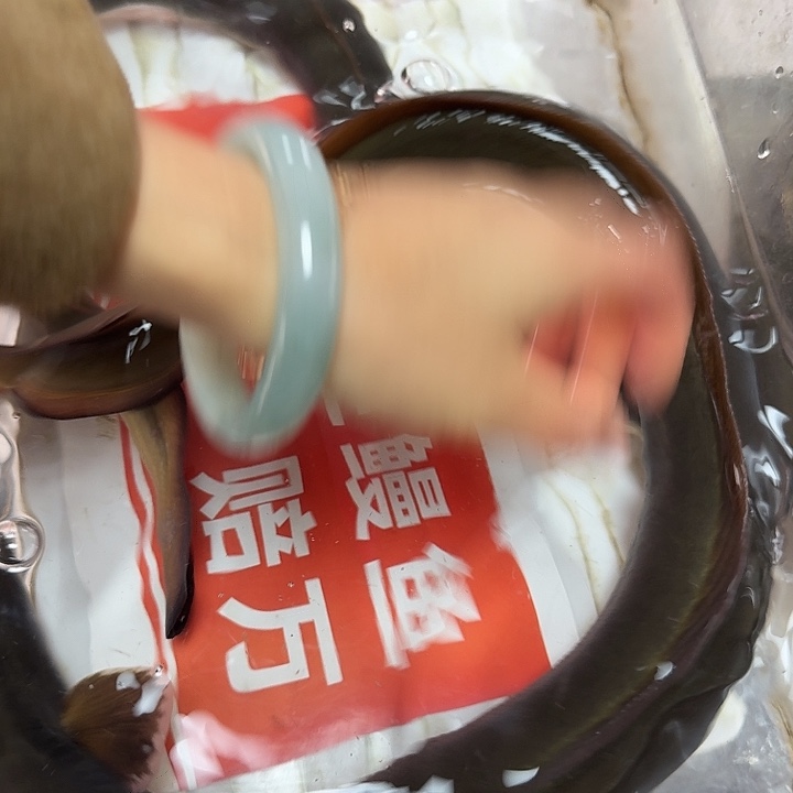野生鳗鱼包活到家