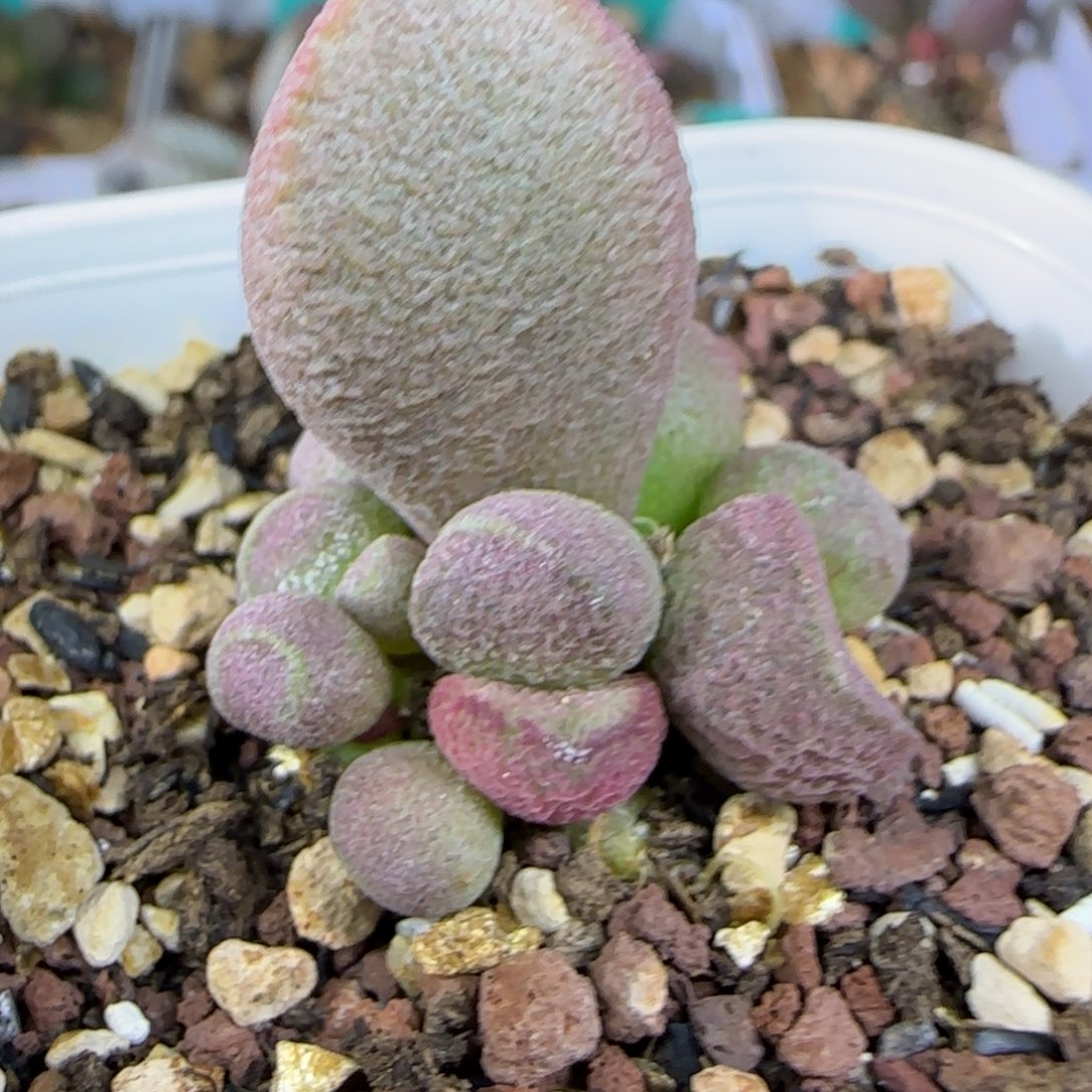 实生叶插，六方盆发