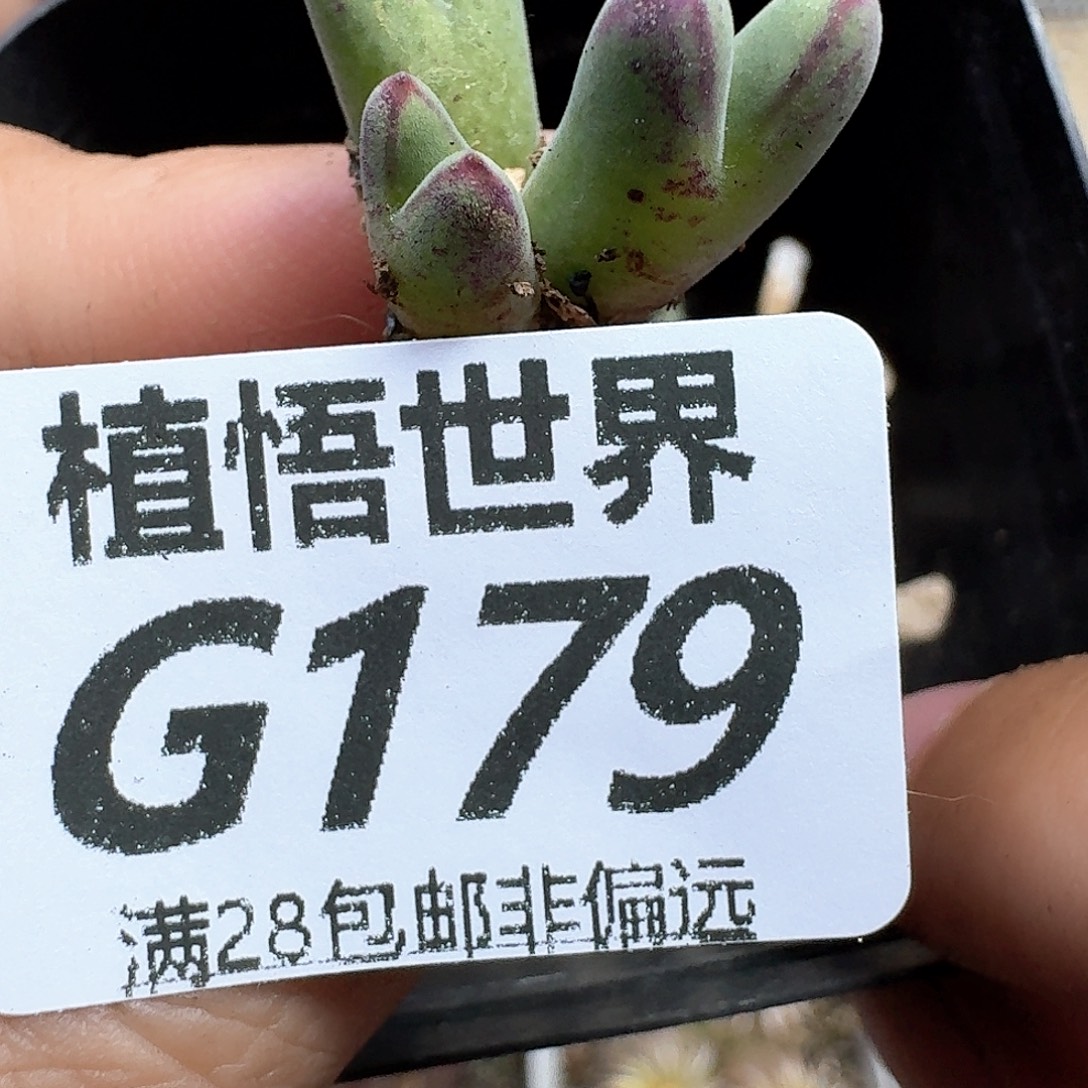 多肉植物的人生thhj