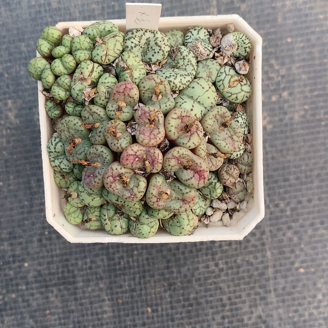 安贞一盆非常好看