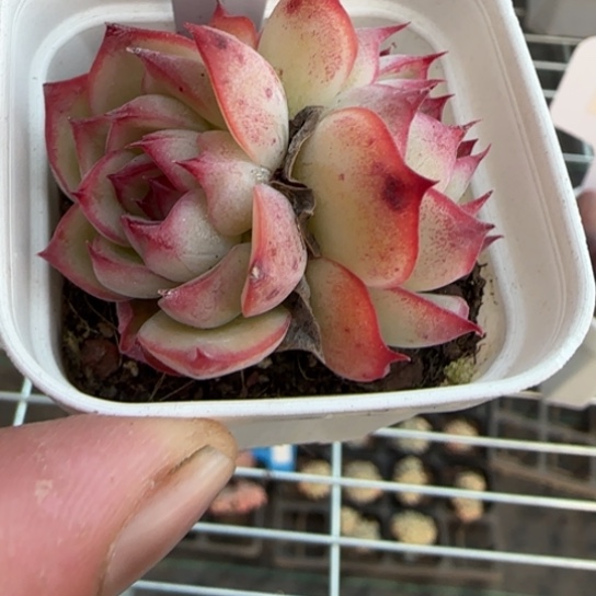 34勾魂仙子一物一拍多肉