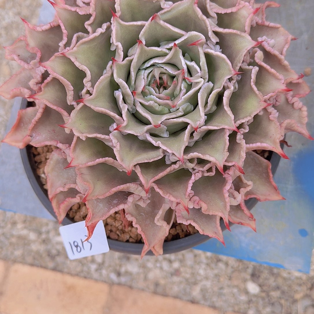 1813饺子皮多肉植物