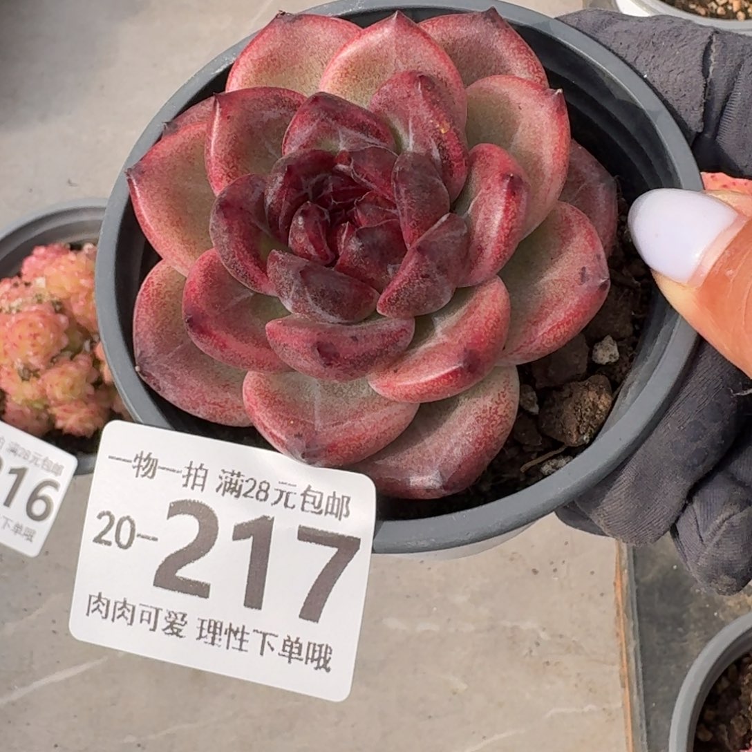 重庆森林无盆土发货无