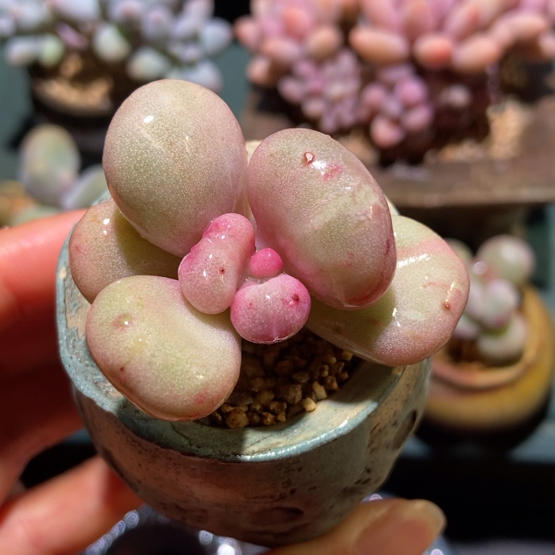 油煎丸子一物一拍