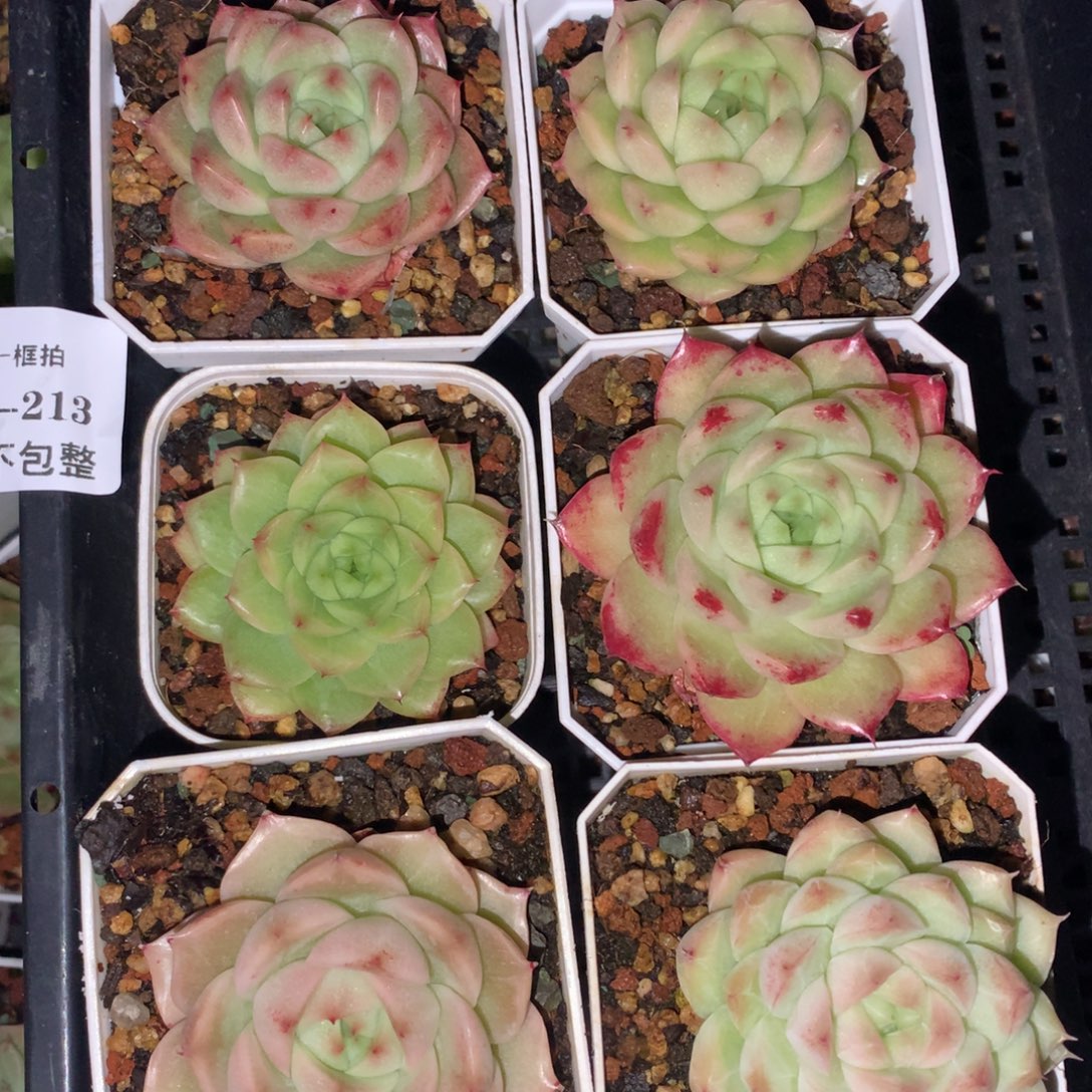 1208-213 套餐一组