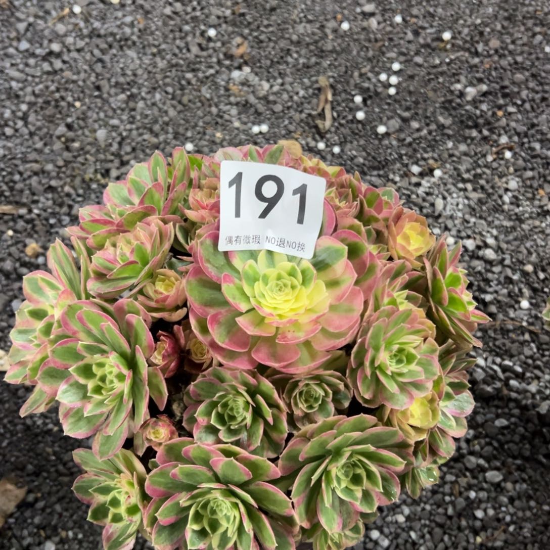 我是真的很喜欢这个