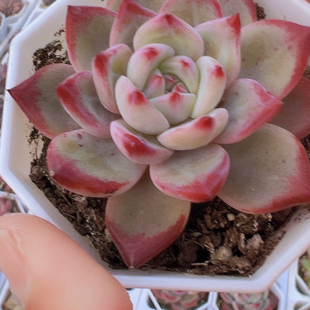 单头夜魔侠19包邮多肉