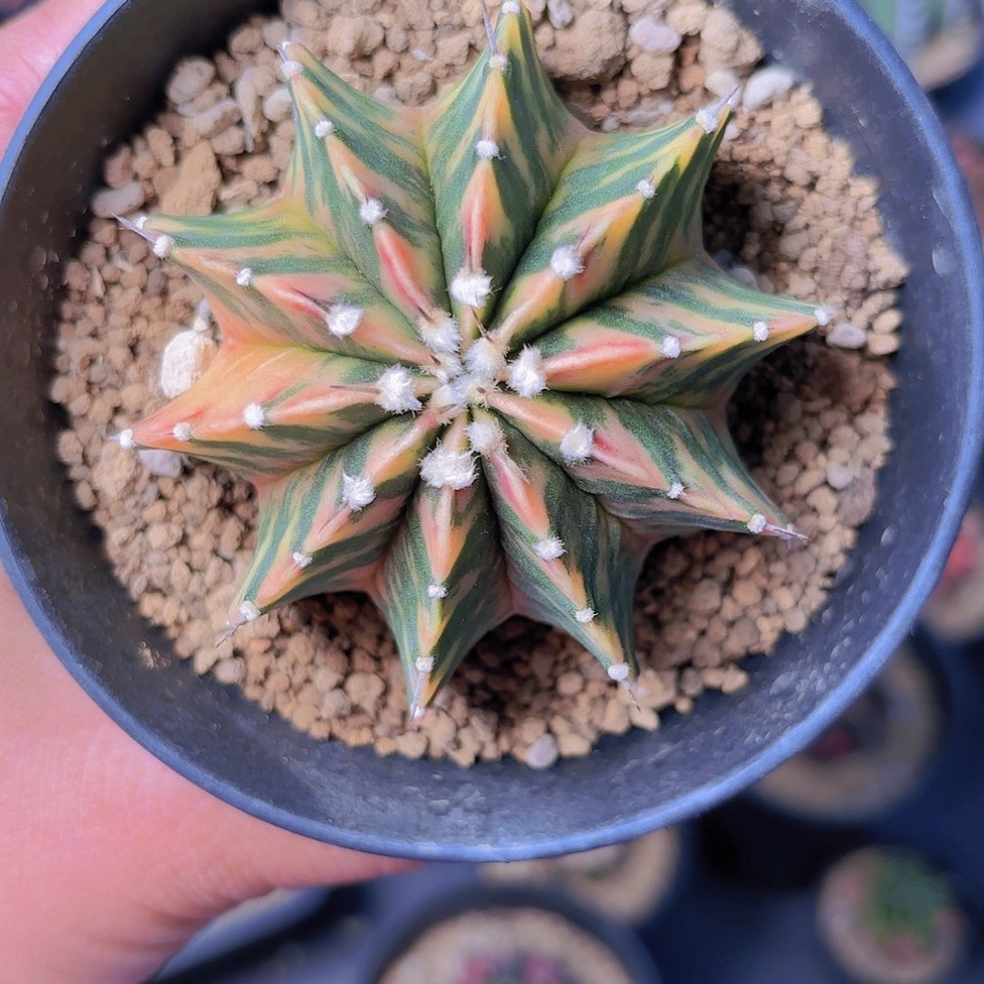 泰系实生肋骨锦仙人球18号