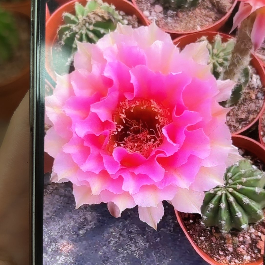 彩草200号7公分左右