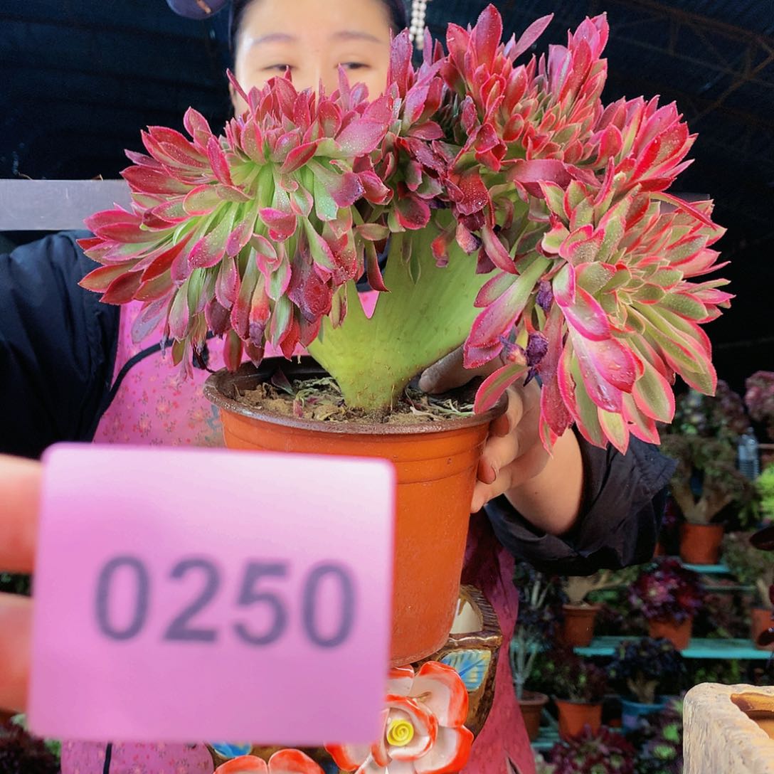 柒哥多肉不包侧断枝250