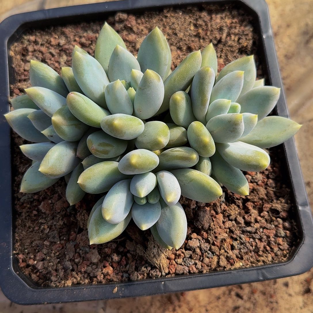 我***姨樱子姐哥特萝莉一颗发货