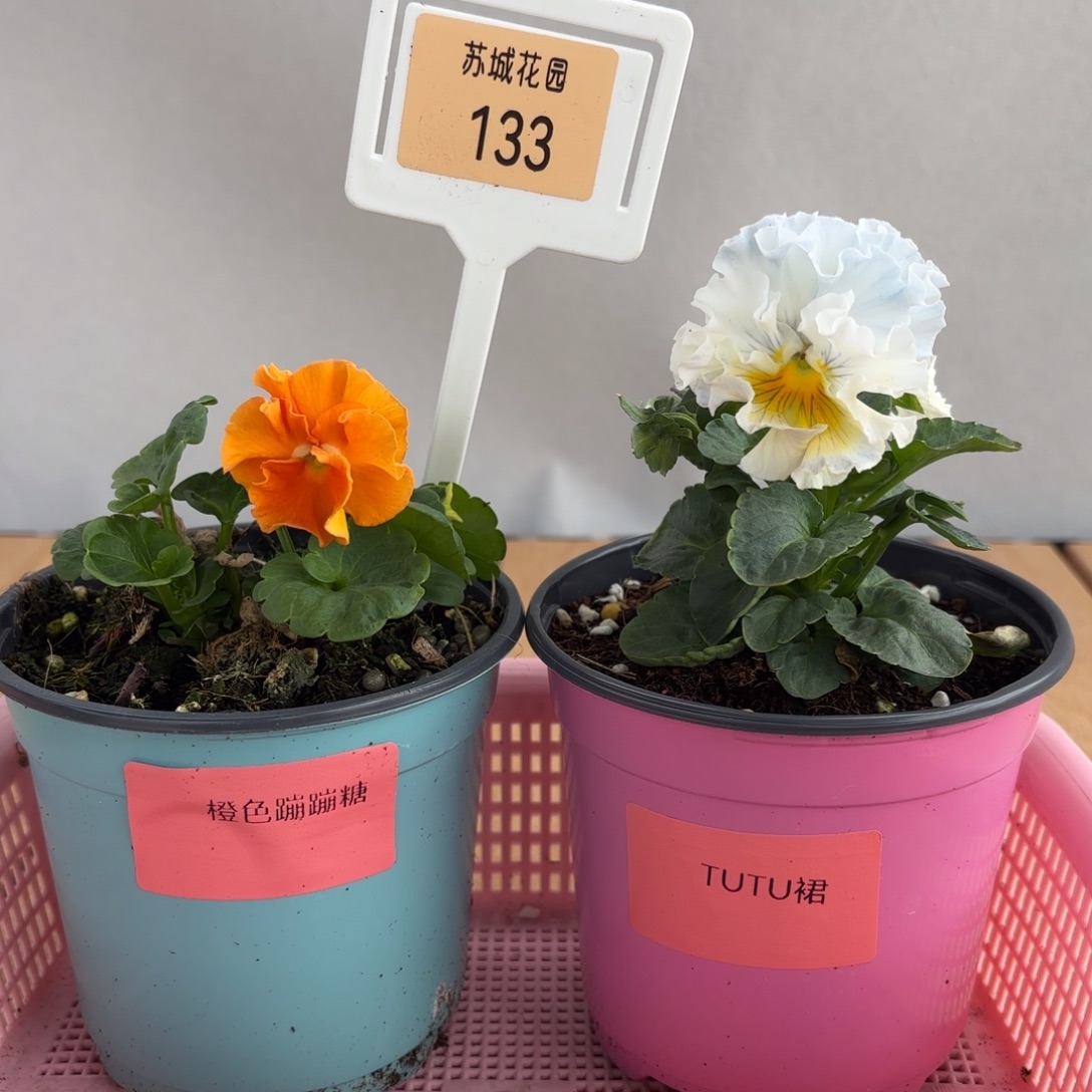 大部分开放少量花苞133