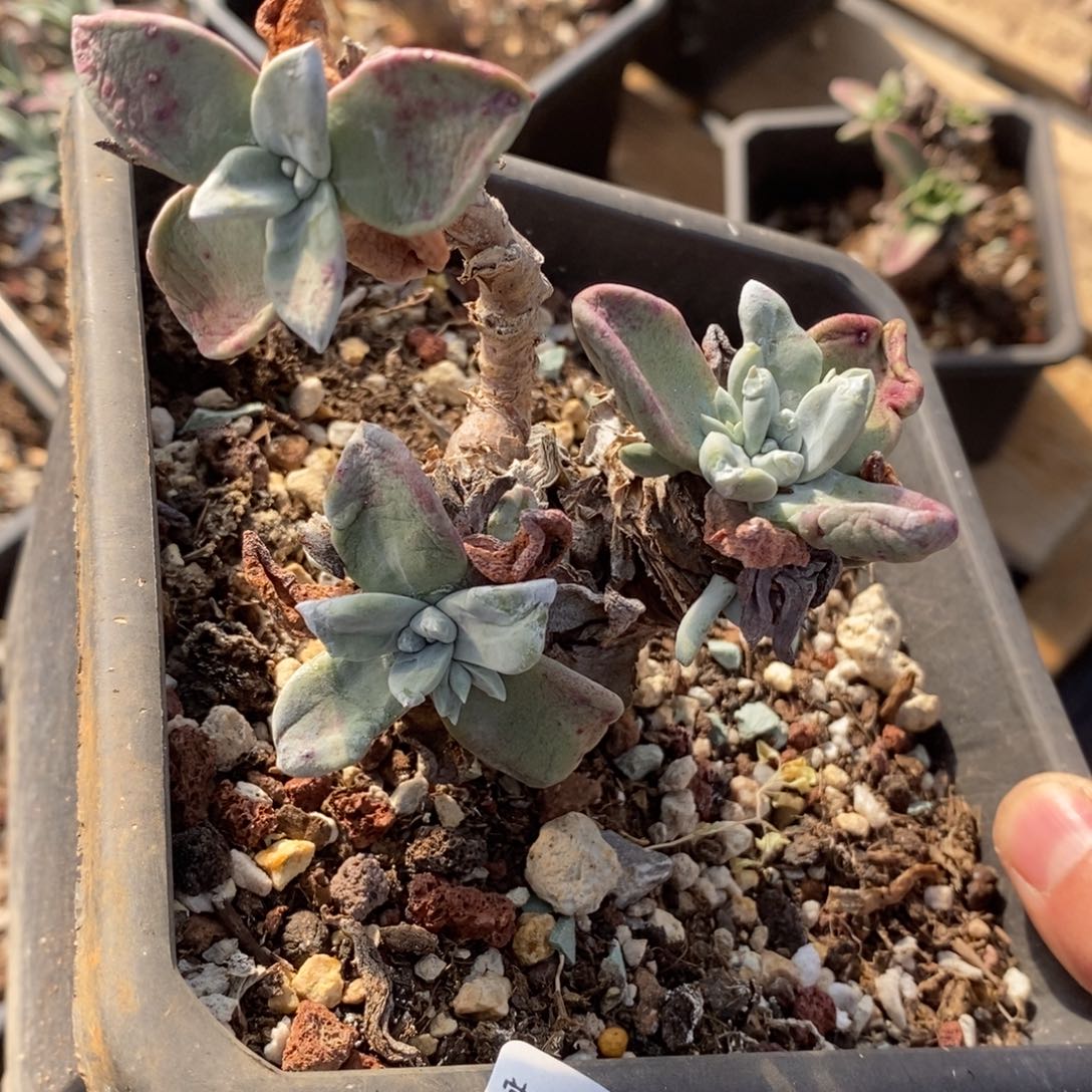 21号苹果叶小可爱